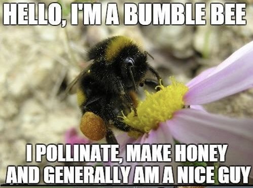 RCdeWinter's tweet photo. save the birds &amp; bees, please! https://t.co/2GuMYtbAbQ