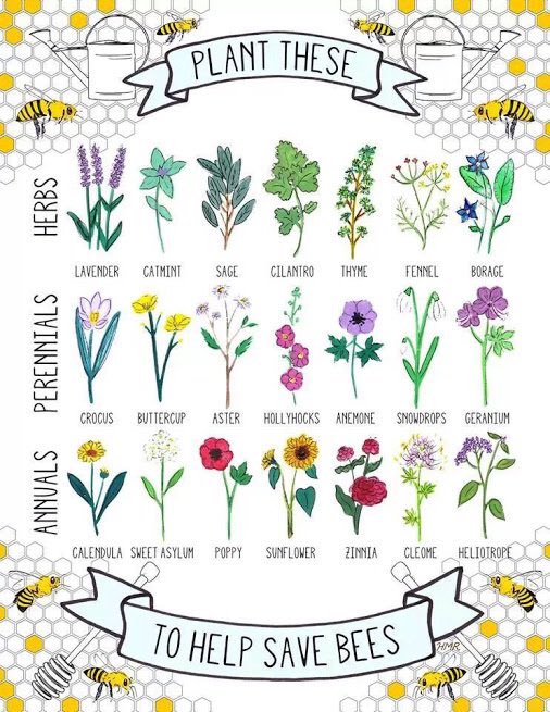 RCdeWinter's tweet photo. save the birds &amp; bees, please! https://t.co/2GuMYtbAbQ