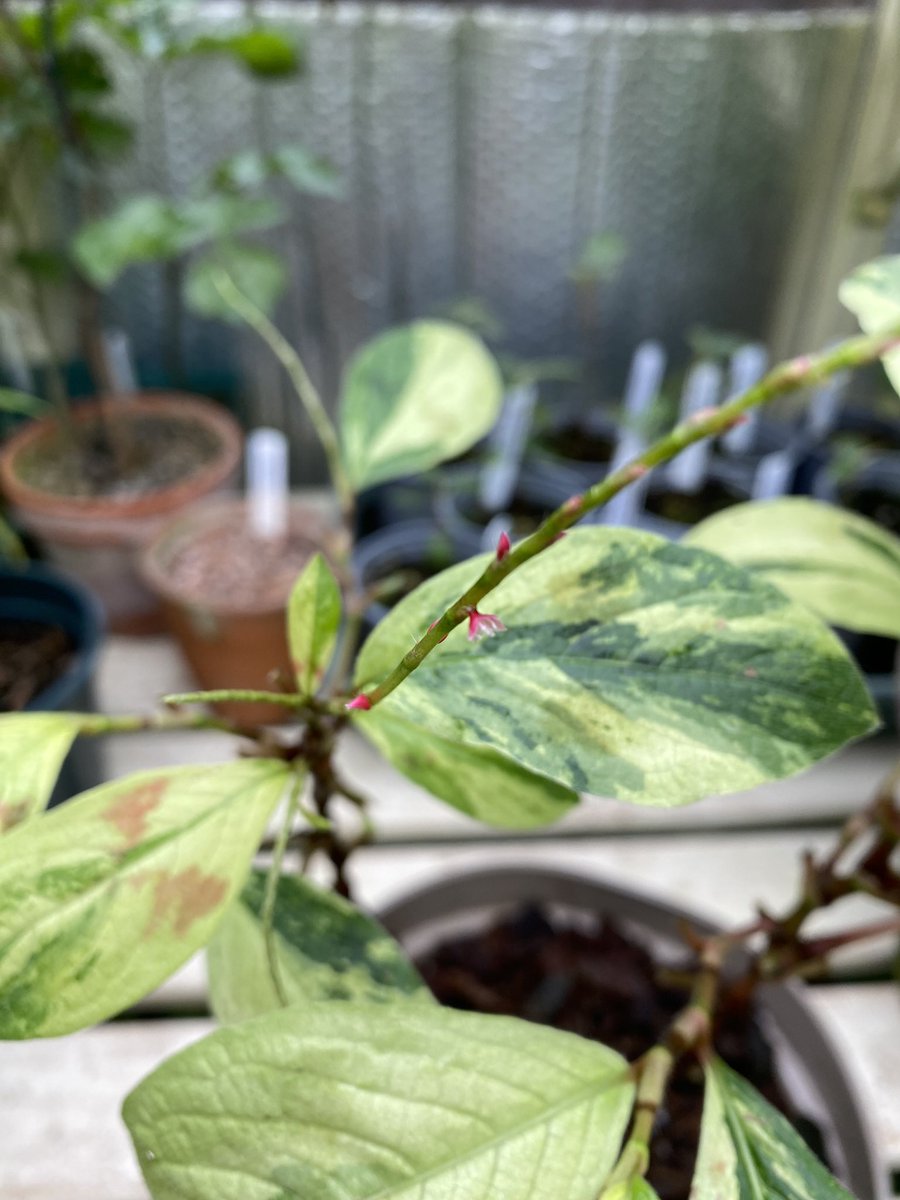 Mike Clifford tweet media