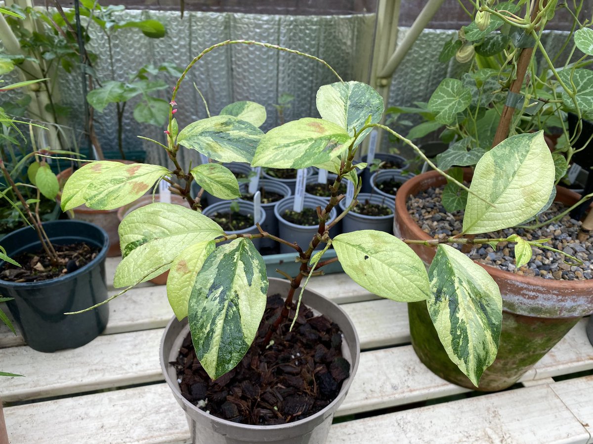 Mike Clifford tweet media