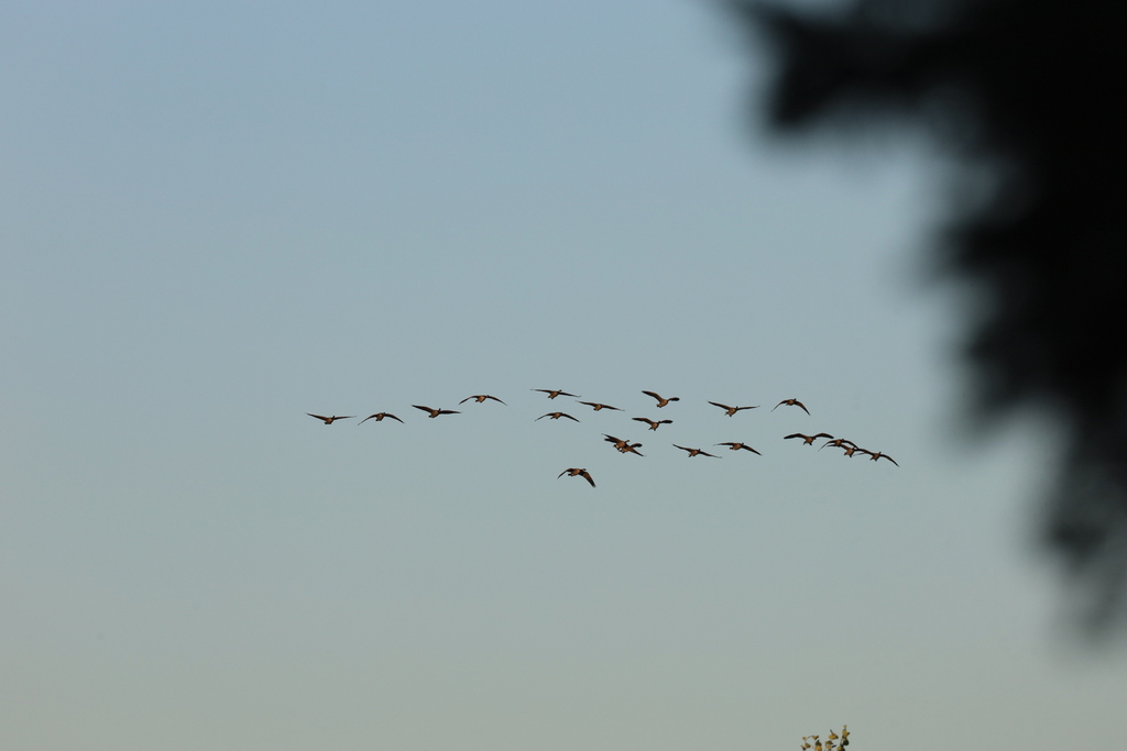 ducanada's tweet photo. #FallMigration is underway. Pictured are some recent observations logged in our #DUCMigrationTracker project on @inaturalist.
📷 1: Canada geese ©Trent Massey 📷 2: Whimbrel ©JD Bharvad
📷 3: Ruddy duck ©Cindy Lee Danyluk-Boisvert 📷 4: Greater yellowlegs ©David McCorquodale https://t.co/Q5eiBqMxc5
