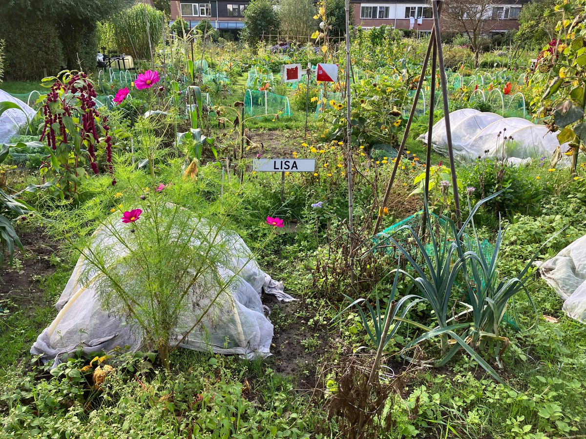 KindertuinDelft's tweet photo. Week 24op de Kindertuinen Delft. #kindertuinendelft #delft #moestuinieren #moestuin #alliantieschooltuinen https://t.co/vkJjQc4Ucg