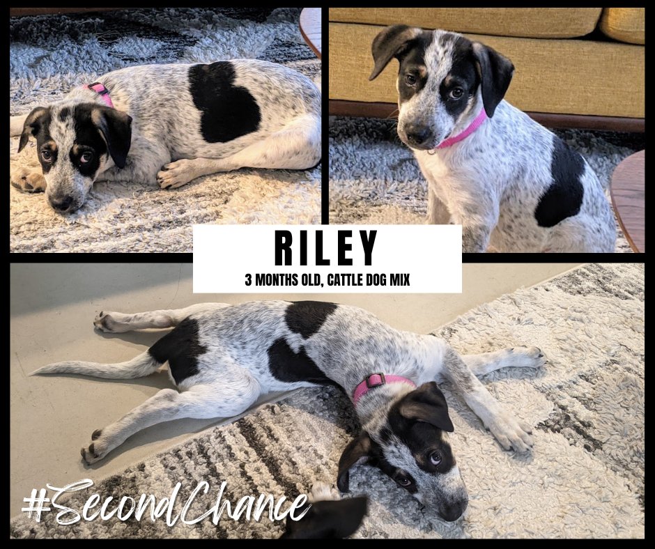 #SecondChance 

Meet Riley, the ultimate couch cuddler!   If you’re looking for a furry companion to binge-watch your favorite shows with, Riley is your girl! Let’s find her the loving home she deserves! Visit cvpaws.org/adopt to meet her!