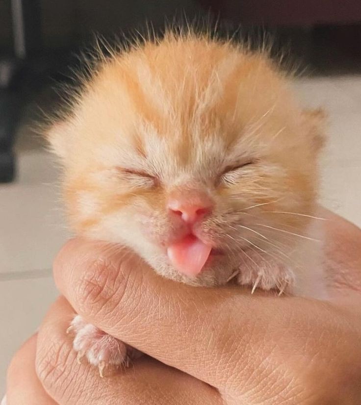 Catsillyness's tweet photo. Baby being silly https://t.co/UFtsK0ENPj