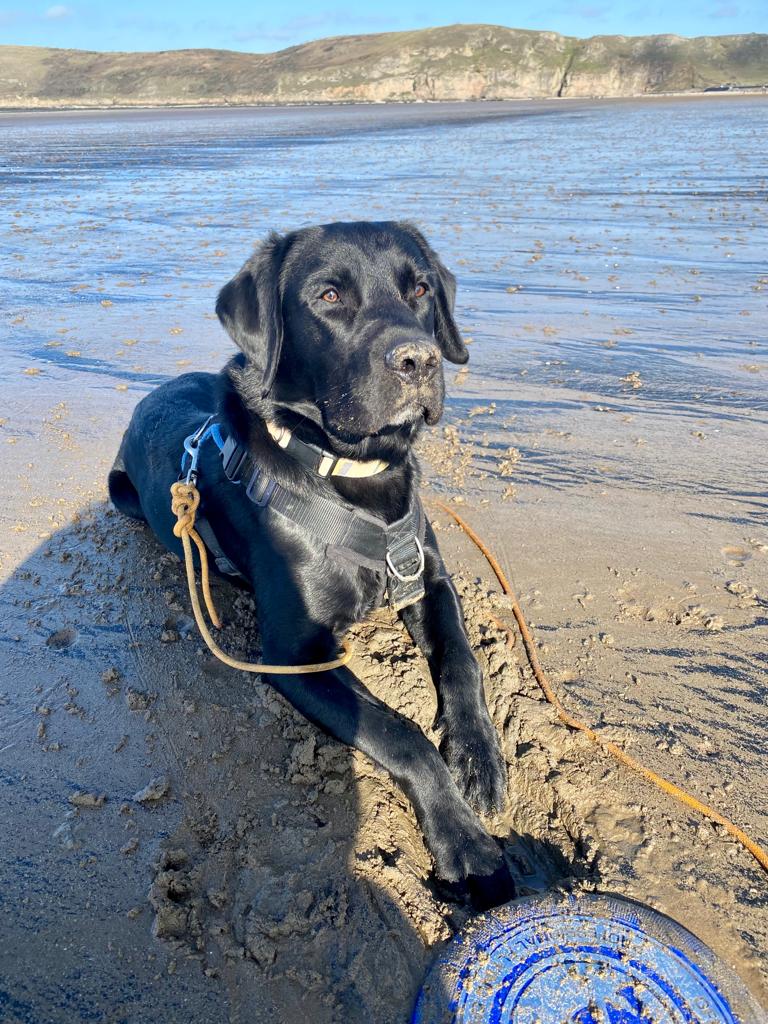 It was a simple advert. The price looked fair.
"I always wanted one," coupled with a smile that was impossible to say no to.
Well, that was that.
The beginning was slow, a quick thought about how long to go out. But after 3 short months, our lives were #entangled.

#vss365