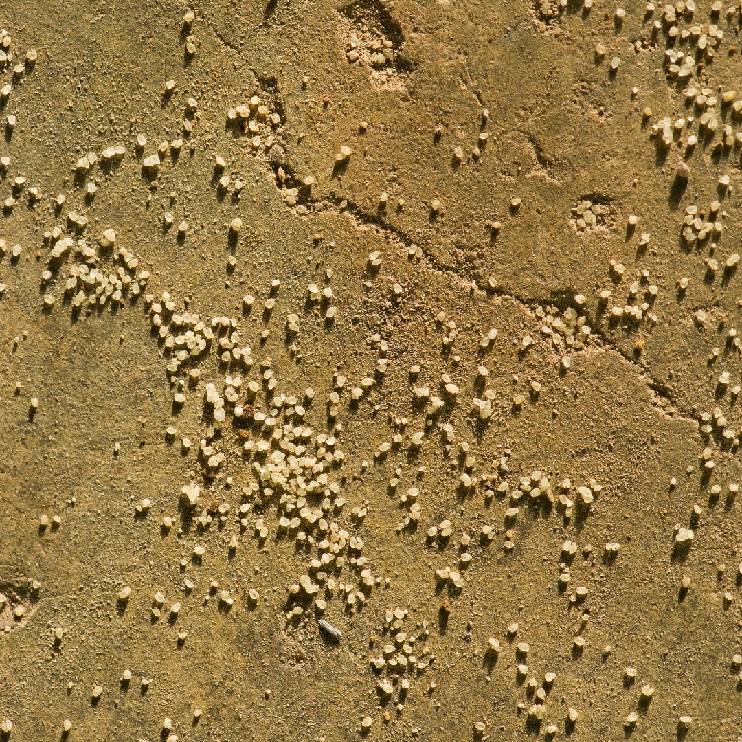 Yolélé 🌾 Revolutionary African Foods tweet media