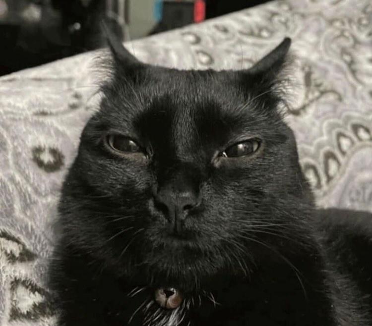 Cyto 🌱 tweet media