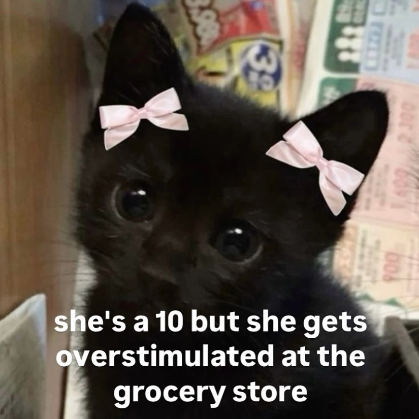 Catsillyness's tweet photo. overstimulated https://t.co/0hztxSK9se