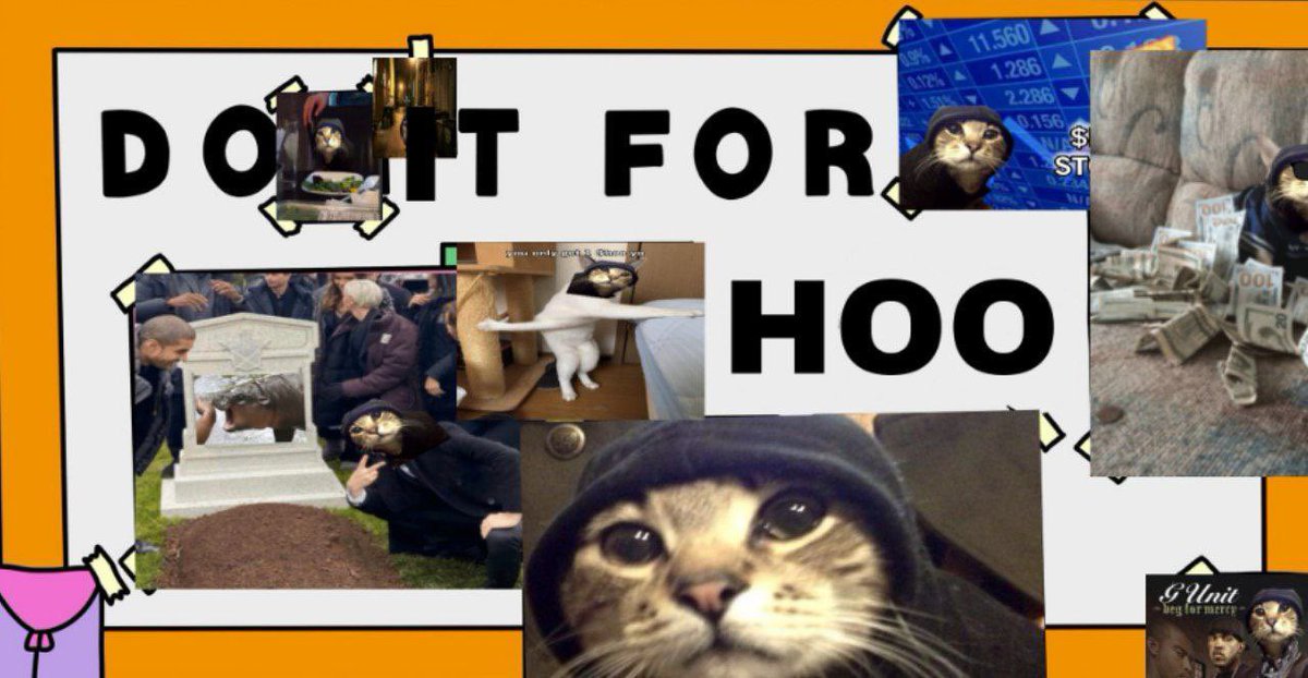 cat wid cap tweet media