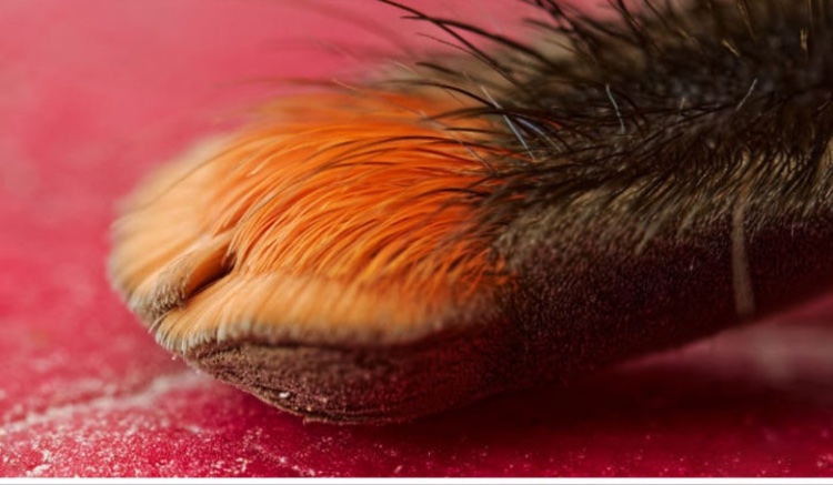 Shut the fuck up
Shut the fuck up
Shut the fuck up
Shut the fuck up
Shut the fuck up
Shut the fuck up

Spiders have paws