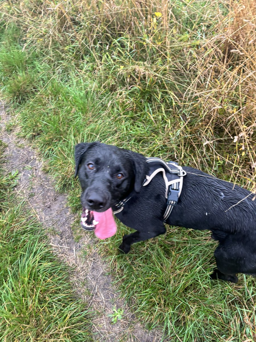 The boy loves a wet walk far too much…