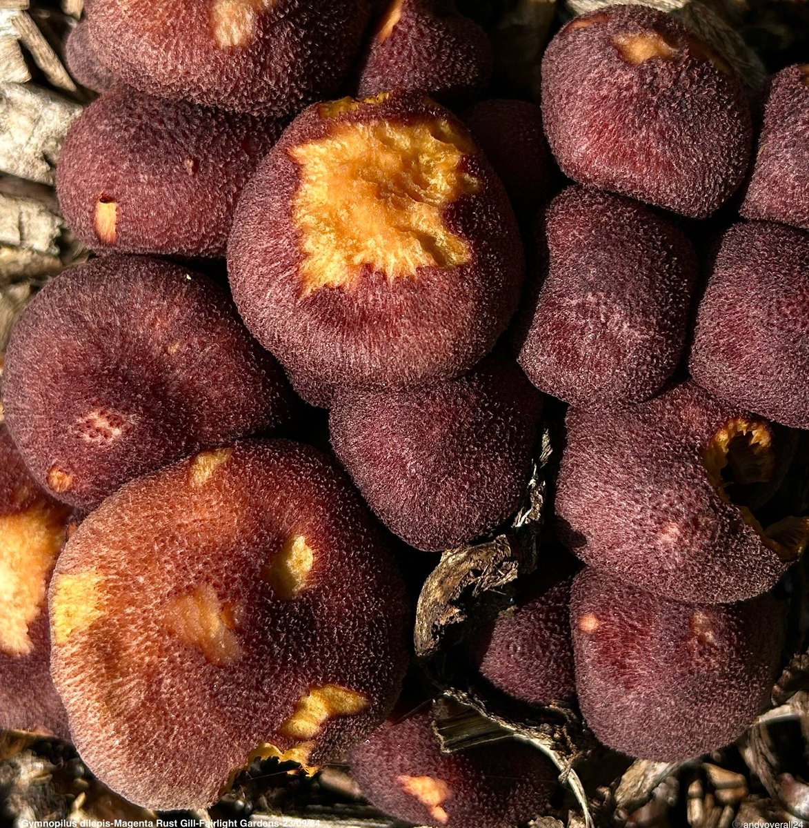Andy Overall (@fungitobewith) on Twitter photo Gymnopilus dilepis-Magenta Rust Gill
A beautiful, alien exotic, fruiting on the same oak woodchip as the Agaricus subrufescens. Some ferocious competition going on in there I think. Gymnopilus dilepis-Magenta Rust Gill
A beautiful, alien exotic, fruiting on the same oak woodchip as the Agaricus subrufescens. Some ferocious competition going on in there I think.
