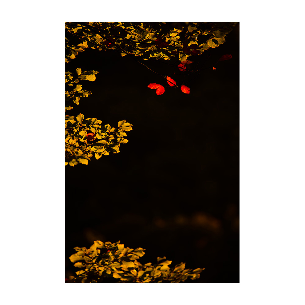 xaviermanrique's tweet photo. Cercant un Haiku.
#haikuproject #autumnproject
#cercantunhaiku
#nature #natura #leaves #autumn #color
#minimalism
#visualpoetry #artnature #artphoto
#poemavisual #bellesa #melangia
#misty #poetry #romantic
#landscapephotography #naturephtography #fineartphotography
#xmanrique https://t.co/mPmD3M7iwY
