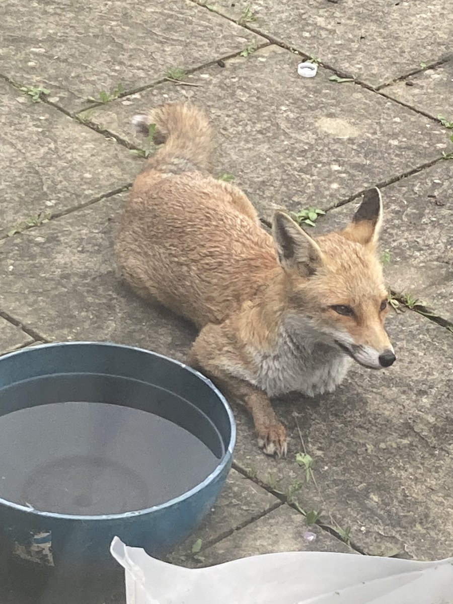 V_Holmes018's tweet photo. @silverpebble I often have one napping on my ‘lawn’ (it’s rewilded itself) and s/he came closer to say hello yesterday! https://t.co/rtZJXF9V3c