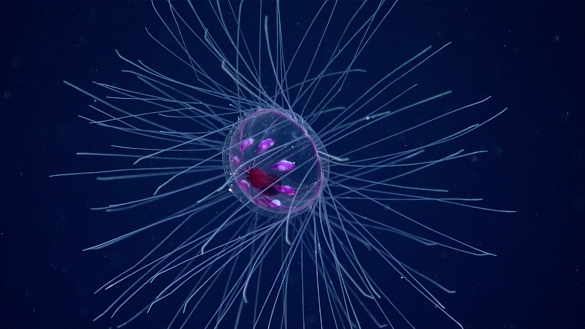 📣 Attention marine biologists! ISA is looking for a consultant with expertise in deep-sea ecosystems, deep-sea benthic and habitat mapping. 

🔗Apply by 20 October: bit.ly/3TAnSvR 

#ISAat30 #SSKI #DeepSeaEcosystems #HabitatMapping #Biology #WoRMS #MarineBiology