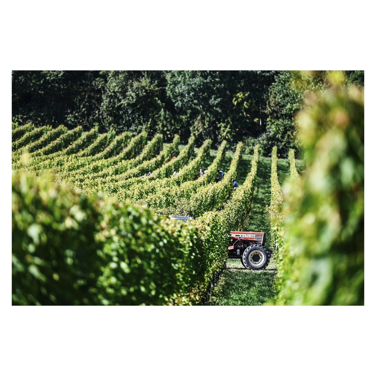 Les vendanges ont commencé ce vendredi au @domainedemuzy 🍷🍇🌞

Toutes les photos sur le site et l’application <a href="/lestrepublicain/">L'Est Républicain</a> 📲