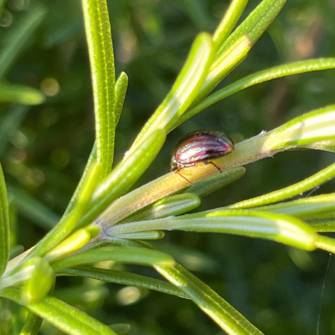 Chrysolina americana, common name rosemary beetle.
They are usually found in the southern counties of the UK  but a milder climate is bringing them further north. 

If you have rosemary in your garden you might spot some beetles munching away.