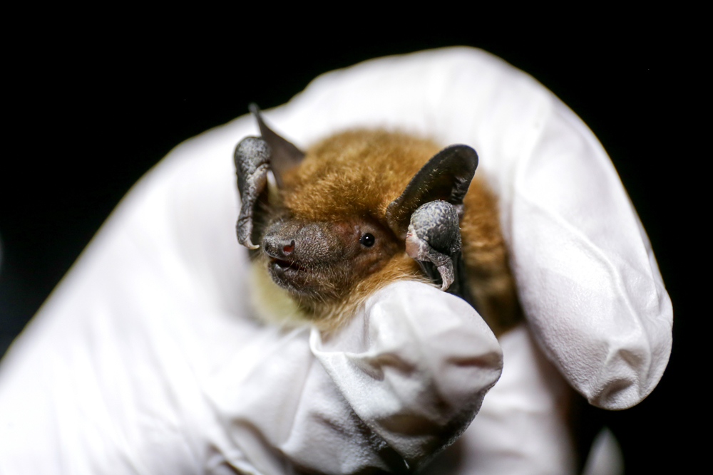 albertabats's tweet photo. Bat Week is coming! Check out our new fundraising platform "just giving" where you can set up your own little fundraiser for Alberta bats!
October is for bats!
#BatParty #BatGames #DonationJars Tell us what you have thought up!
https://t.co/r8p85clqBG https://t.co/VTZxpJWEIq