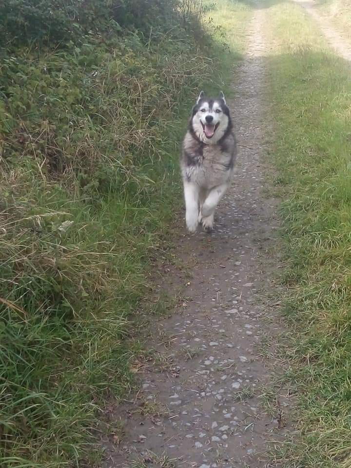 janeymcd23's tweet photo. Ah lads...haven't been on FB for an age.
It's always reminding me I have memories.
This eve I clicked in to see this beauty.
Always an elegant hound π
Lost him 10/12/20
Much missed Maska ππΊπΊ
#HuskiesOfTwitter
#HuskyLove
@NiallHarbison https://t.co/Sf3PLG73fn