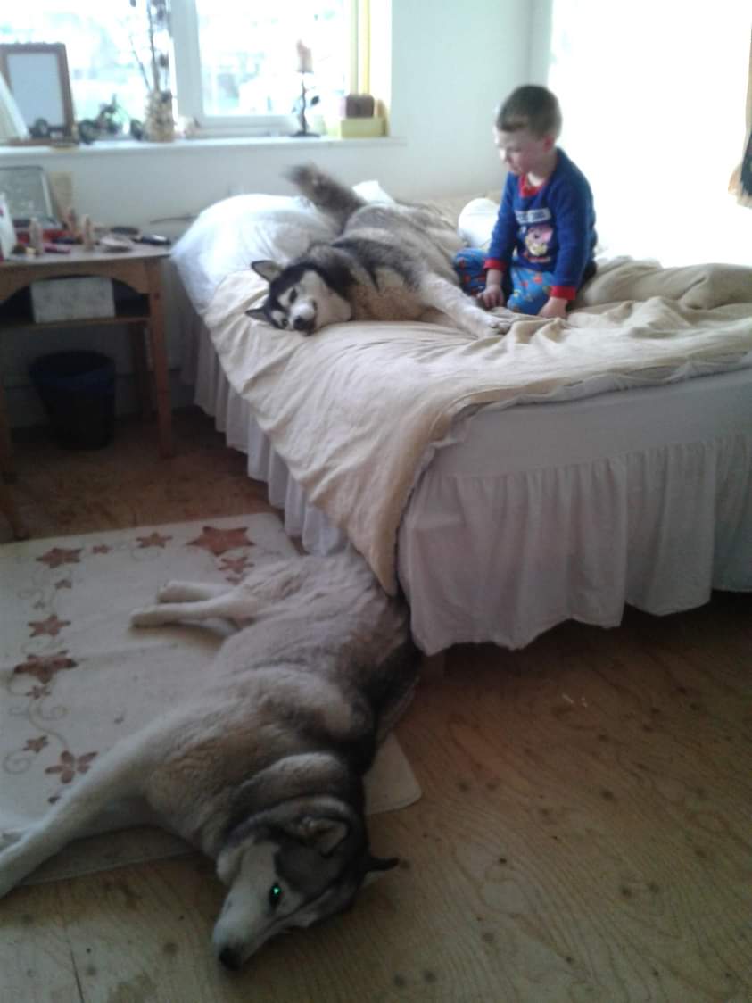 janeymcd23's tweet photo. Ah lads...haven't been on FB for an age.
It's always reminding me I have memories.
This eve I clicked in to see this beauty.
Always an elegant hound π
Lost him 10/12/20
Much missed Maska ππΊπΊ
#HuskiesOfTwitter
#HuskyLove
@NiallHarbison https://t.co/Sf3PLG73fn
