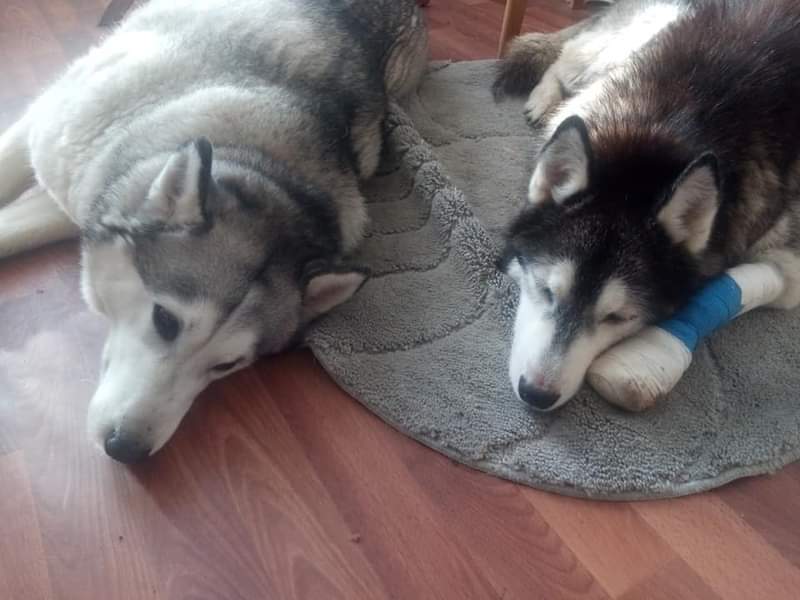 janeymcd23's tweet photo. Ah lads...haven't been on FB for an age.
It's always reminding me I have memories.
This eve I clicked in to see this beauty.
Always an elegant hound π
Lost him 10/12/20
Much missed Maska ππΊπΊ
#HuskiesOfTwitter
#HuskyLove
@NiallHarbison https://t.co/Sf3PLG73fn