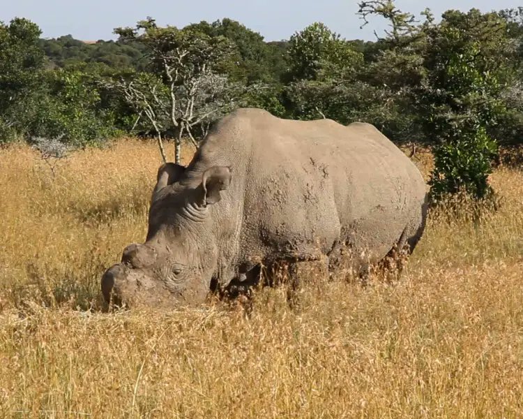If a white rhino stands still for long enough, its feet take root and it grows into the ground. #animalfacts #nature #Rhinos #roots