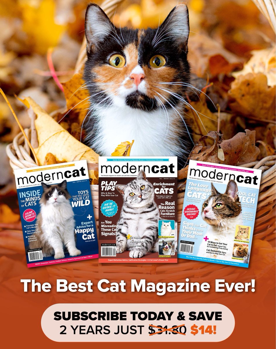 ModernCatMag's tweet photo. Celebrate the first week of #fall with our Fall 4 Cats #subscriptionsale! Get two years of Modern Cat for just $14. Act fast because this offer is available this week only! 😻🐾🍂

Subscribe today: https://t.co/I1m7PBzIBw #moderncat #cats #magazine #subscribe https://t.co/dmoHJJcpva