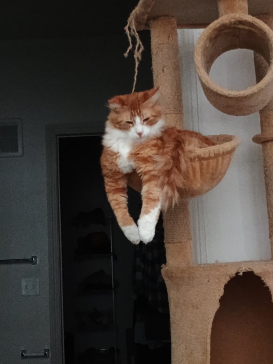 CagleCats's tweet photo. I simply can't start my day until I capture Taro doing Stupid Bowl Poses https://t.co/NF8EE4yc4Y