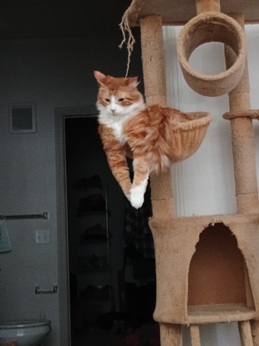 CagleCats's tweet photo. I simply can't start my day until I capture Taro doing Stupid Bowl Poses https://t.co/NF8EE4yc4Y