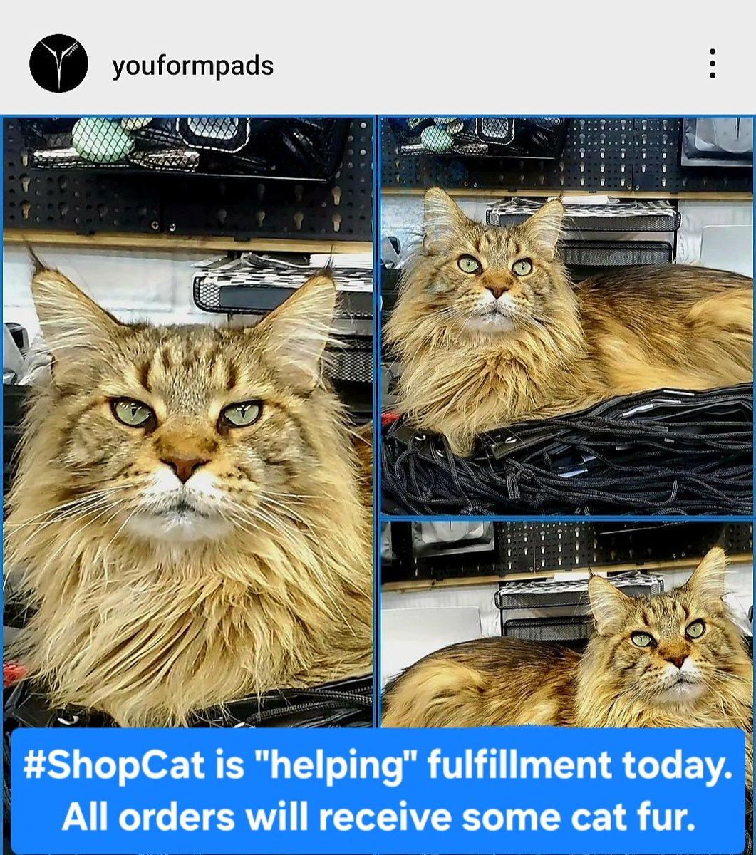 MaineCoonCatsOH's tweet photo. I got a job! I'm the #ShopCat for #YouFORMPads. They make sports #PPE for #PEV, #snowboarding, #baseball, #soccer, etc.
I do order fulfillment. I also ensure each order gets some #Cat fur.
๐๐๐ Give #YouFORMPads a follow on IG & FB via their website: https://t.co/1beIh0JXT1. https://t.co/QRlNU7pIqE
