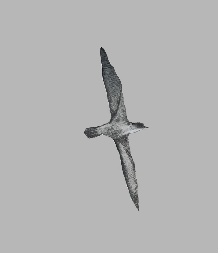 HigneyKate1 (@higneykate1) on Twitter photo Had a fantastic weekend, learning about conservation and sightings with the Irish Whale and Dolphin Group, they are a great organisation. <a href="/IWDGnews/">Irish Whale and Dolphin Group</a> Had a fantastic weekend, learning about conservation and sightings with the Irish Whale and Dolphin Group, they are a great organisation. <a href="/IWDGnews/">Irish Whale and Dolphin Group</a>