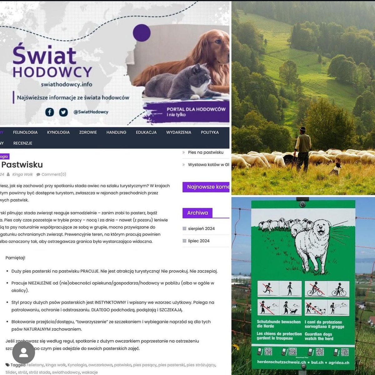 agrowilk's tweet photo. Pies na pastwisku - w kontekście pracy psa stróżującego i tradycyjnego pasterstwa. O dużych psach pasterskich w typie LGD.
https://t.co/Nj4INZfIkL https://t.co/sUwPLOob01