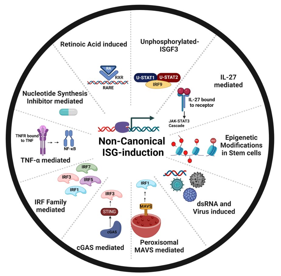 mBio (@mbiojournal) on Twitter photo #mBio minireview - Interference without interferon: interferon-independent induction of interferon-stimulated genes and its role in cellular innate immunity. <a href="/Shashank_IISc/">Shashank Tripathi</a> journals.asm.org/doi/10.1128/mb… #mBio minireview - Interference without interferon: interferon-independent induction of interferon-stimulated genes and its role in cellular innate immunity. <a href="/Shashank_IISc/">Shashank Tripathi</a> journals.asm.org/doi/10.1128/mb…