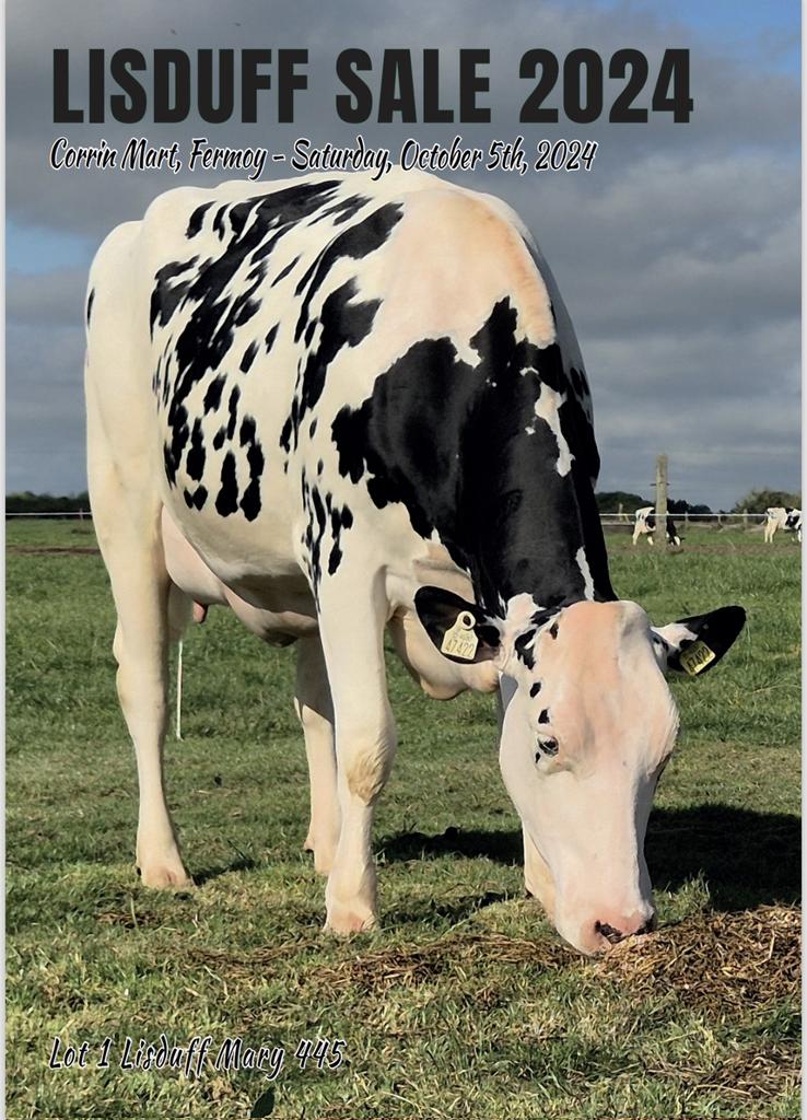 🏷Lisduff Sale 2024
🗓 Saturday 5th October
📍 Corrin Mart, Fermoy
⏰️ 11.00 AM

🐄 50 Fresh Calved Heifers
🐄 50 In-Calf Heifers (Jan/Feb)
🐄 40 Autumn heifer calves

Catalogue 👉 
corkmarts.com/contentFiles/n…