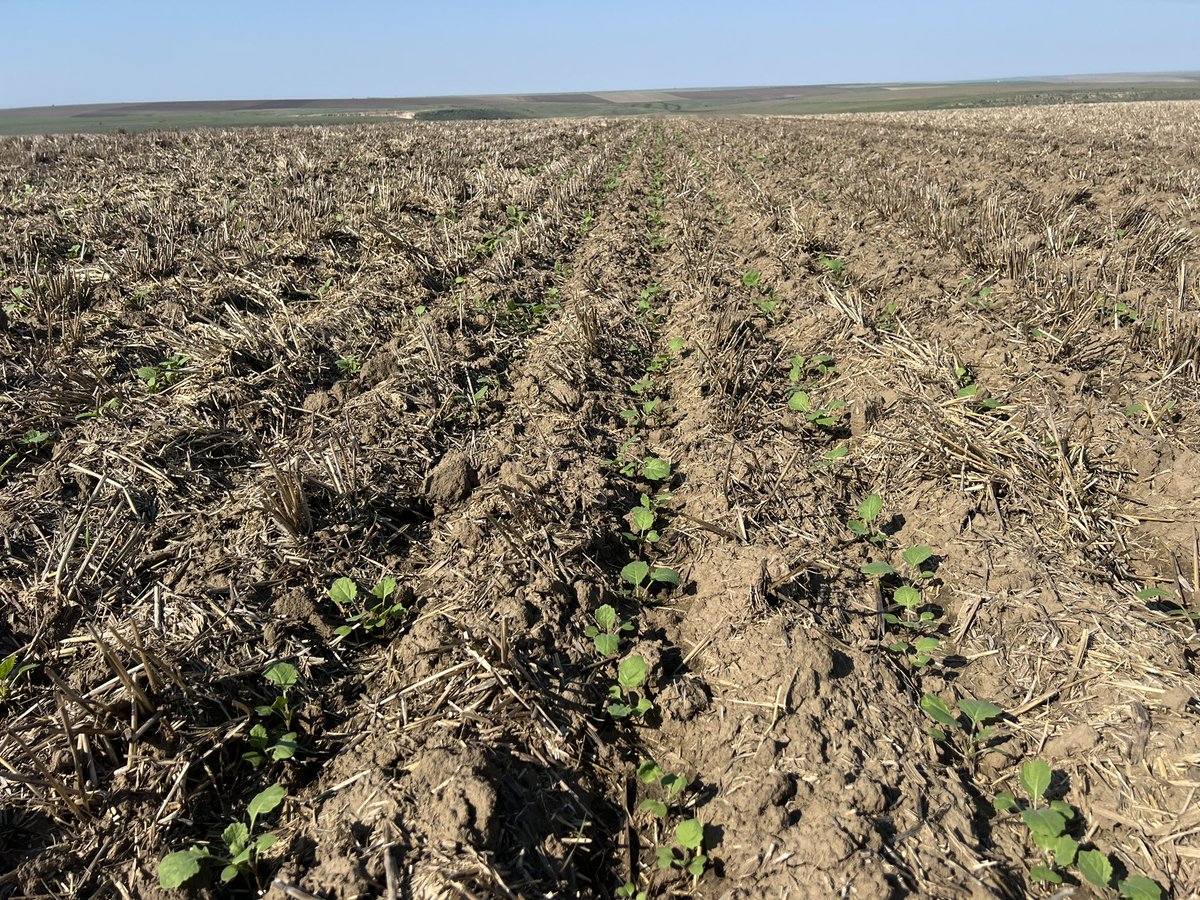 Hans D Poulsen tweet media