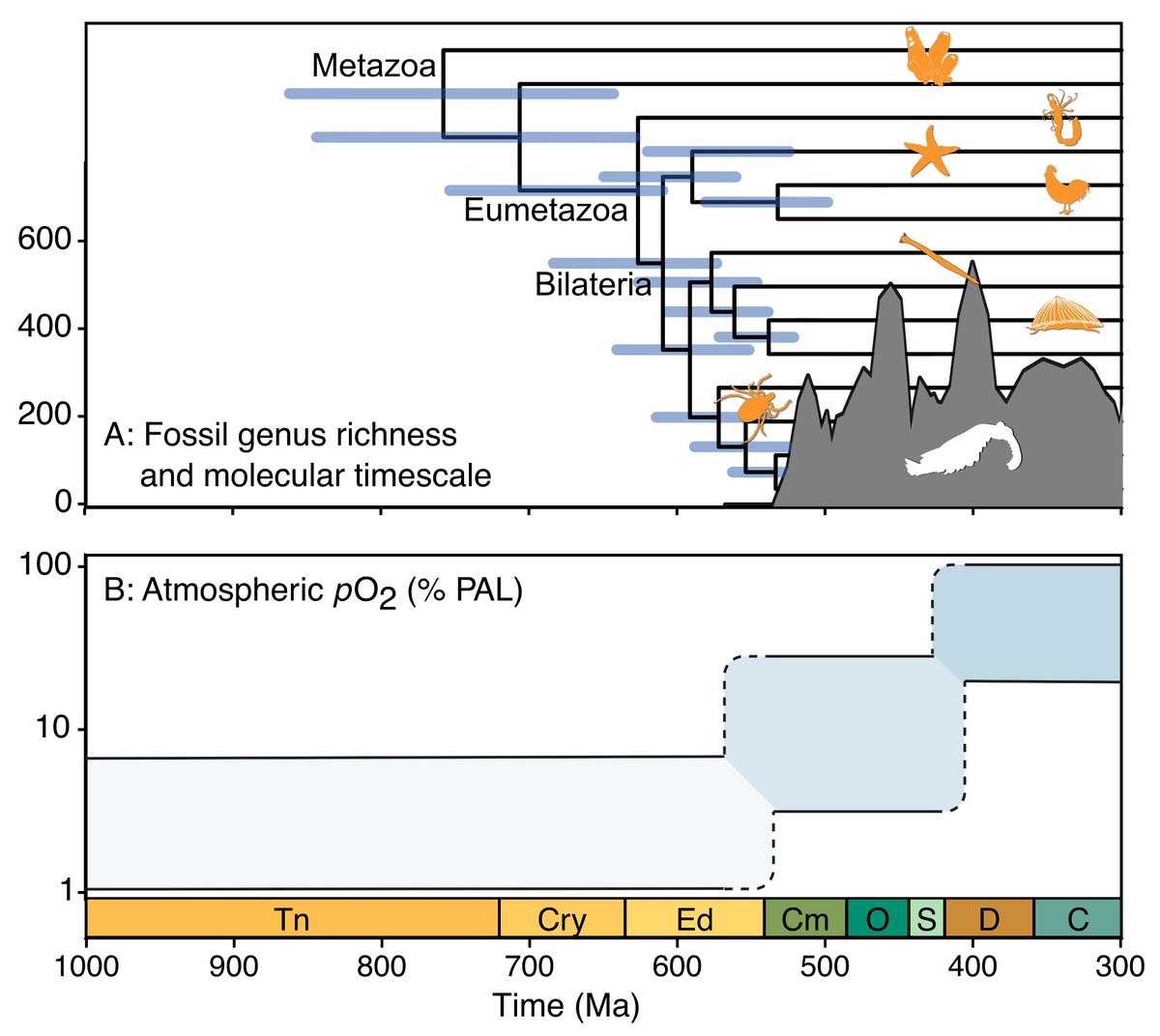 Phil Donoghue (@glpcjd) on Twitter photo Commentary by <a href="/LewisAlcott/">Lewis Alcott</a> and myself on the recent study by <a href="/RichardStockey/">Richard Stockey</a> and friends of the Late Proterozoic and early Phanerozoic oxygenation of the biosphere. <a href="/BristolPalaeo/">UoB Palaeobiology</a> <a href="/UoBEarthScience/">University of Bristol Earth Sciences</a>
Geobiology: When did animals develop their oxygen habit? sciencedirect.com/science/articl… Commentary by <a href="/LewisAlcott/">Lewis Alcott</a> and myself on the recent study by <a href="/RichardStockey/">Richard Stockey</a> and friends of the Late Proterozoic and early Phanerozoic oxygenation of the biosphere. <a href="/BristolPalaeo/">UoB Palaeobiology</a> <a href="/UoBEarthScience/">University of Bristol Earth Sciences</a>
Geobiology: When did animals develop their oxygen habit? sciencedirect.com/science/articl…