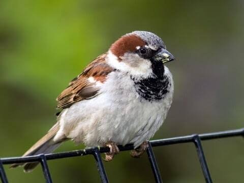 FascinatingWow5's tweet photo. Sparrows are so cute.
#sparrow https://t.co/uAdTSdU1QN