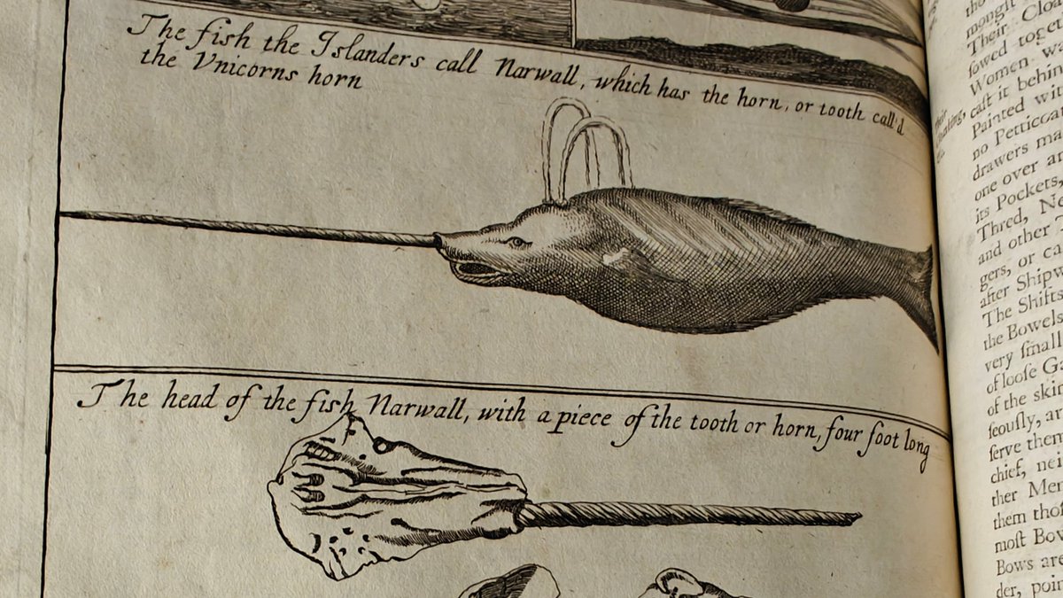 Auxiliary Unicorn Horn, Anyone?

🦄 #Narwhal <a href="/NewberryLibrary/">Newberry Library</a>   #OFMD 🦄