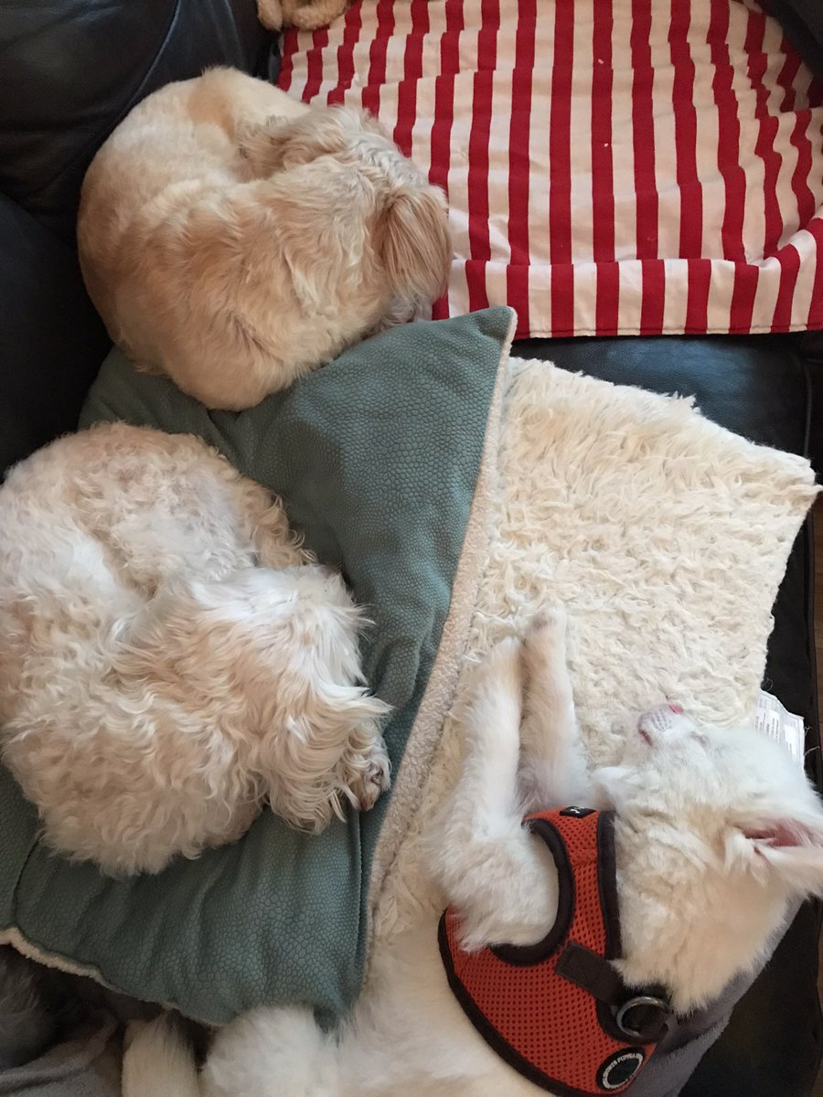 Cilla168's tweet photo. 🥰 Retirement at 54 🥰

Lounging in bed until 10am, no alarms … just the 3 🐶 🐶🐶

Then making myself brunch 😋

Thanks for the push SFOCS @weareunited @united @Auggiie69 @jonathangooda @MikeHannaUAL @Tobyatunited ✈️ https://t.co/SO23X2j3N3