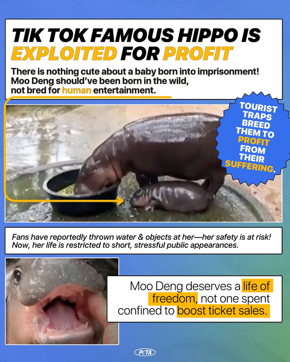 PETA tweet media