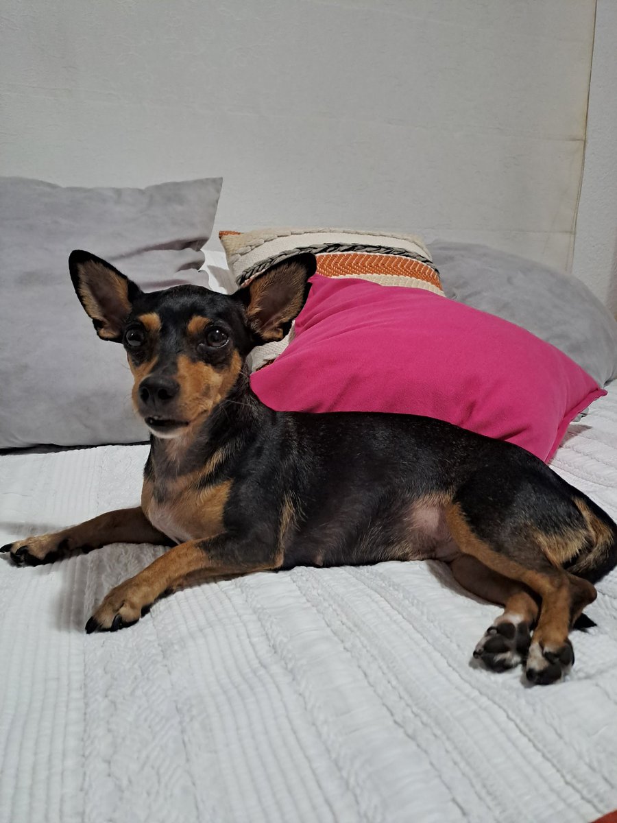 Ro ♠️ 🐹🌈 tweet media