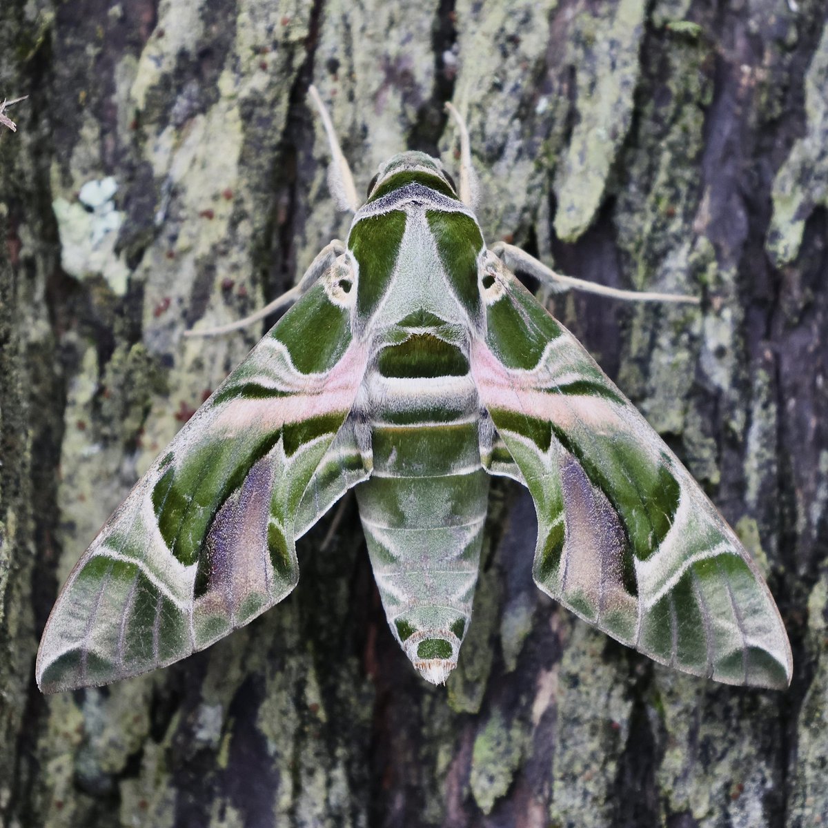 St. Mary’s Patch tweet media