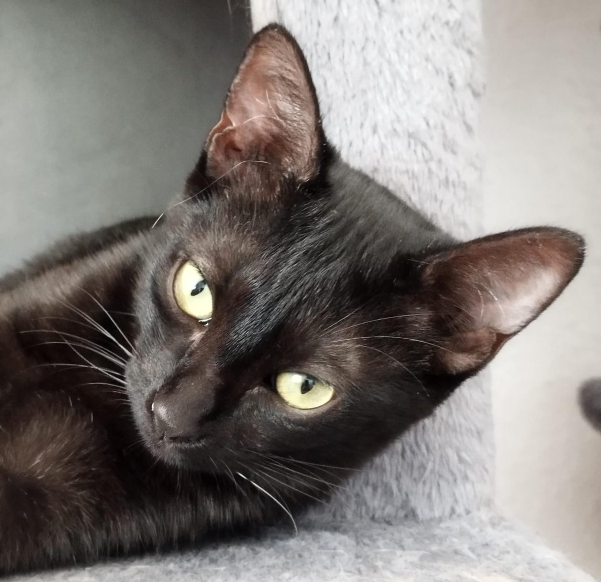 4catsVLC's tweet photo. Tiny (naranjita) y Trufa (panterita) han pasado desapercibidos este verano... 

Estos hermanitos de 4.5 meses fueron abandonados a su suerte en una colonia, ya están a salvo!

Están listos para adopción!

#Valencia contacto Silvia 635 12 78 55

#AdoptaNoCompres #gatitos https://t.co/VwX0coViR3