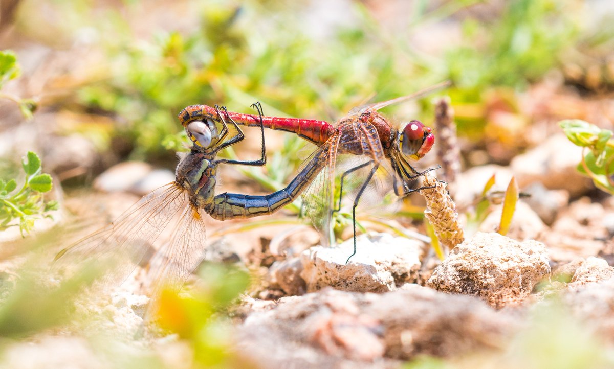 Today was a really exciting day here on #insectmigration fieldwork in Tarifa. I spent the afternoon watching tens of Red-veined darters, Sympetrum fonscolombii, battle against the wind heading southwest!

I doubt they'll try and cross the straits in a headwind, but it was very