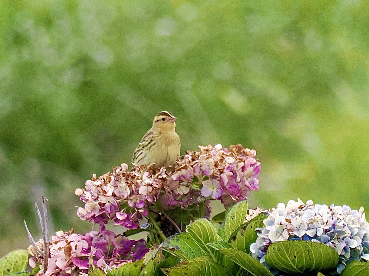 Today we arrived on the mythical island of Corvo. First nearctic bird we have seen was this Bobolink. Weather forecast looks promising for the next few days, so stay tuned!