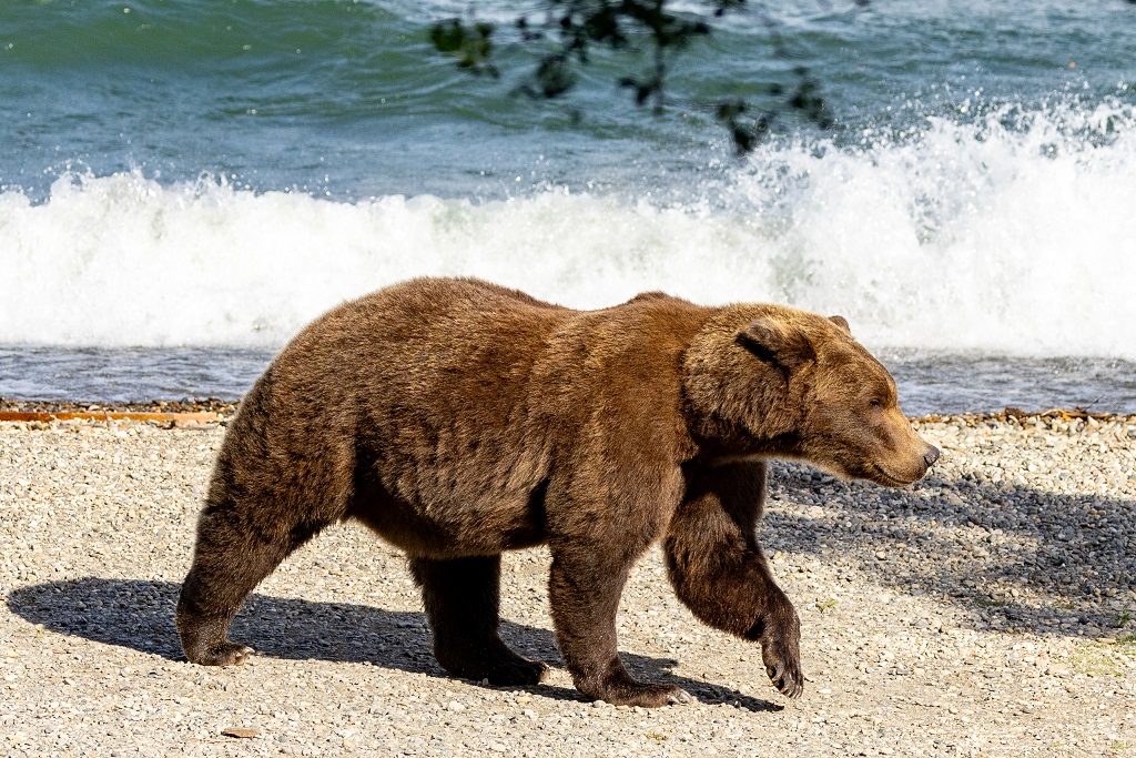 Bear 910 in beach-ready form!
Fat Bear Week Oct. 2–8, 2024
Choose the bear that has what it takes fatbearweek.org
“Fat Bear Week satisfies your hunger for bears, salmon, and the other wonders of Katmai,” said supt. Mark Sturm “all with one bite.”
NPS image - Cory Cravatta