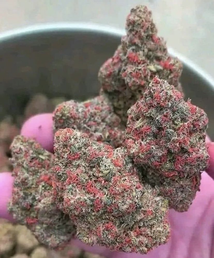 STONERS R US 🍃 tweet media