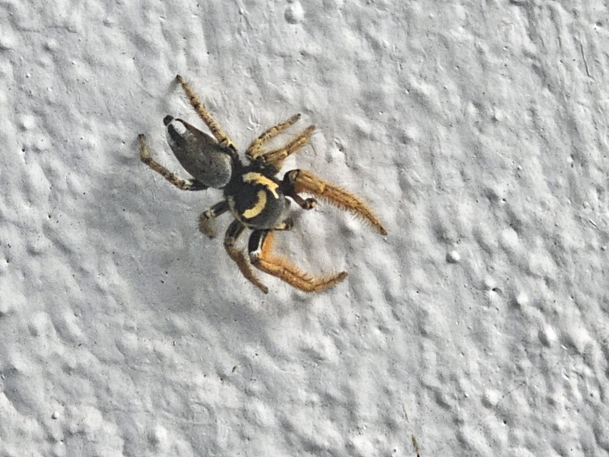 ceokoracom's tweet photo. @Arachno_Cosas comparto fotos de un par de especímenes fotográficos en El Marques, Querétaro https://t.co/Yl8w11bdjm