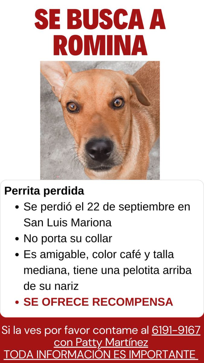 EDelvecchio9's tweet photo. Que dolor en el corazón estar a 14.000 km de casa y que tu perrita esté sola en la calle perdida desde hace un día. No perderemos la esperanza.

Por favor amigos ayúdennos a difundir, necesitamos abrazarla una vez más. 

Gracias de antemano.😞🤍 https://t.co/3eMX4vyRRK
