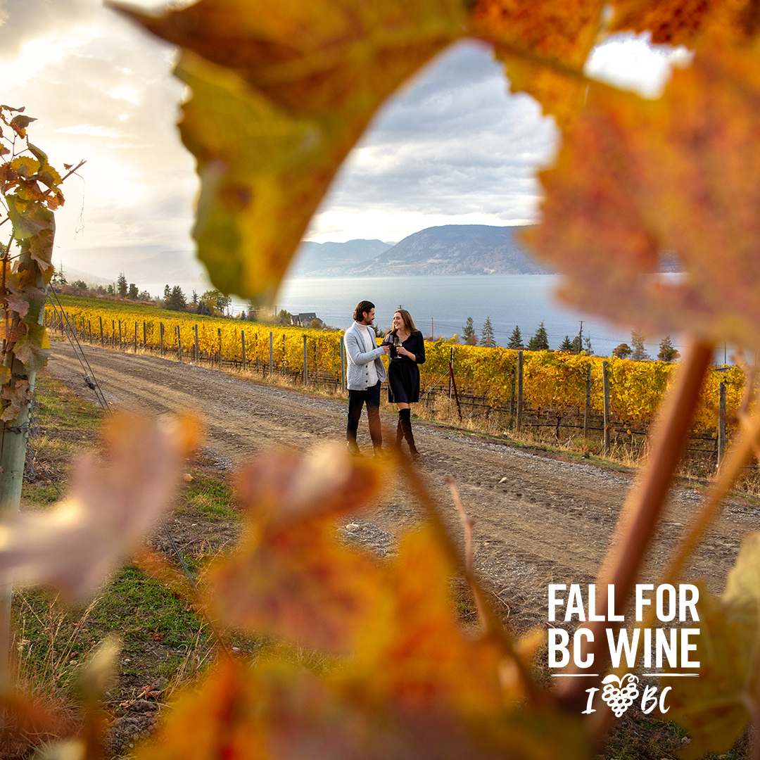 New fall wine releases are here! Gather your friends and discover exquisite new flavours alongside old favourites. Sip and stroll or relax in the courtyard surrounded by stunning fall colours. #BCWine #ExploreBC #FallforBCWine